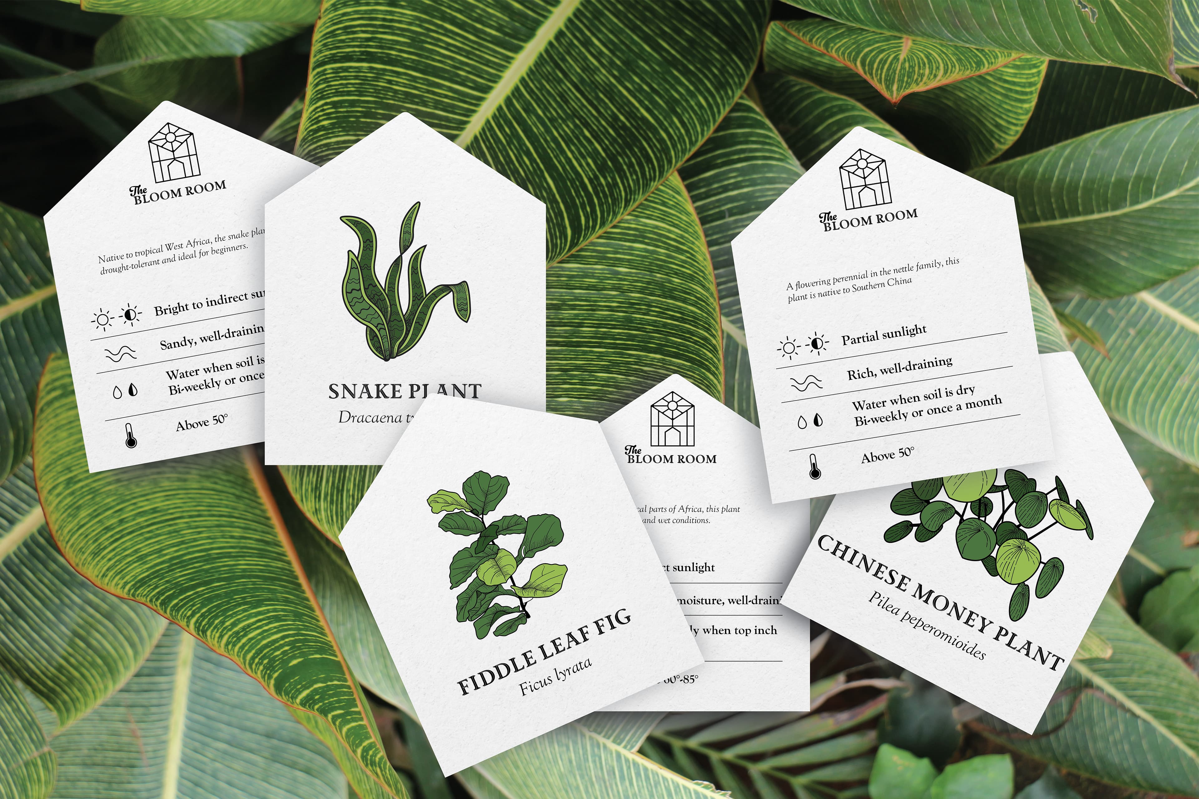 The Bloom Room plant care card mockups