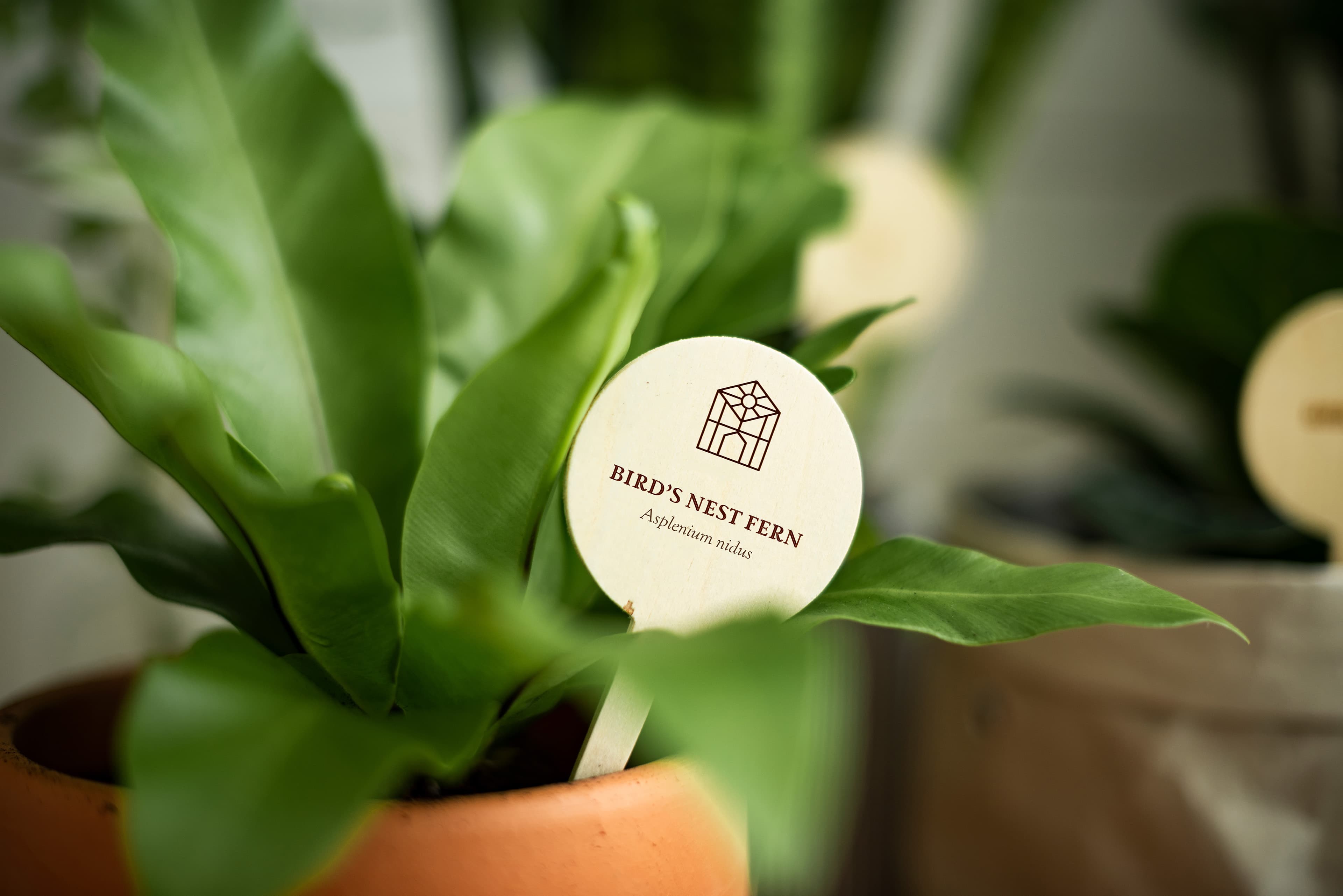 The Bloom Room potted plant tag mockup